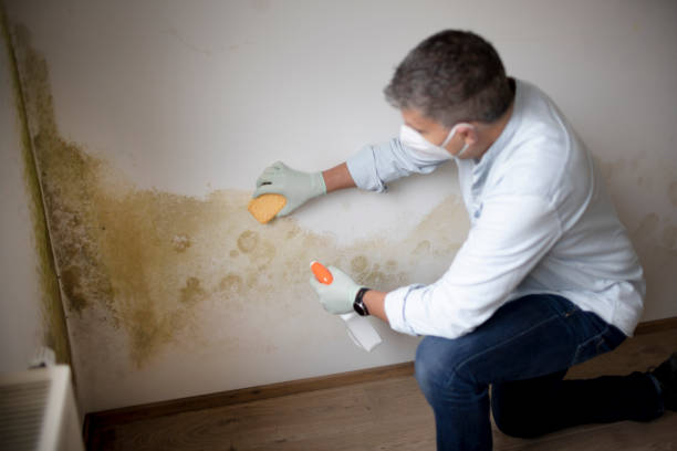 Best Black Mold Removal  in Palm Beach Shores, FL