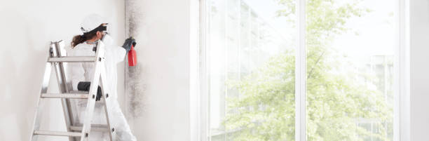 Best Basement Mold Removal  in Palm Beach Shores, FL